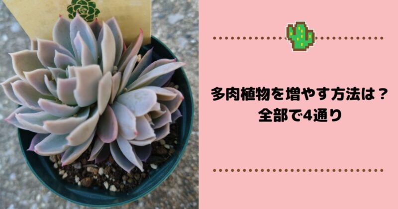 多肉植物を増やす方法は？全部で4通りアイキャッチ