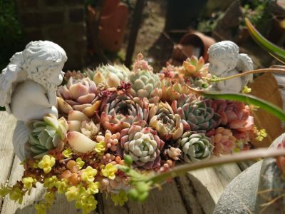 Succulent shop 3104さんの寄せ植え